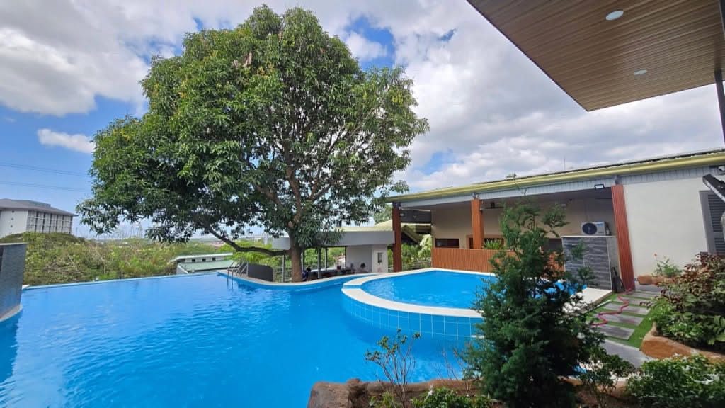 Resort swimming pool with mango tree